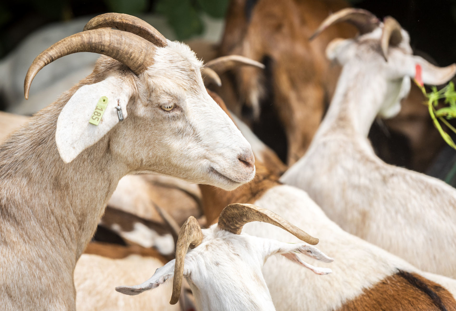 Goats